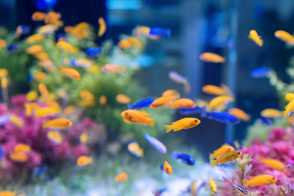 10 Popular Pet Fish Breeds