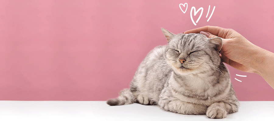 5 Cat Date Night Ideas