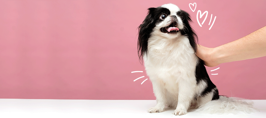 7 Doggy Date Night Ideas