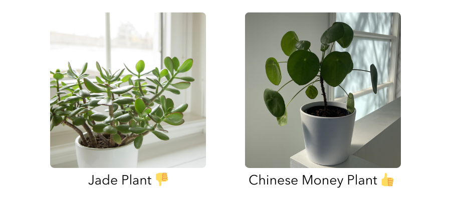 14 Popular Indoor Plants that are Toxic to Cats & Safe Alternatives |  PetPost