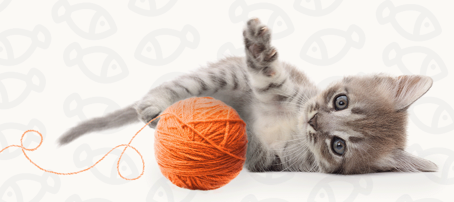 New Kitten Guide
