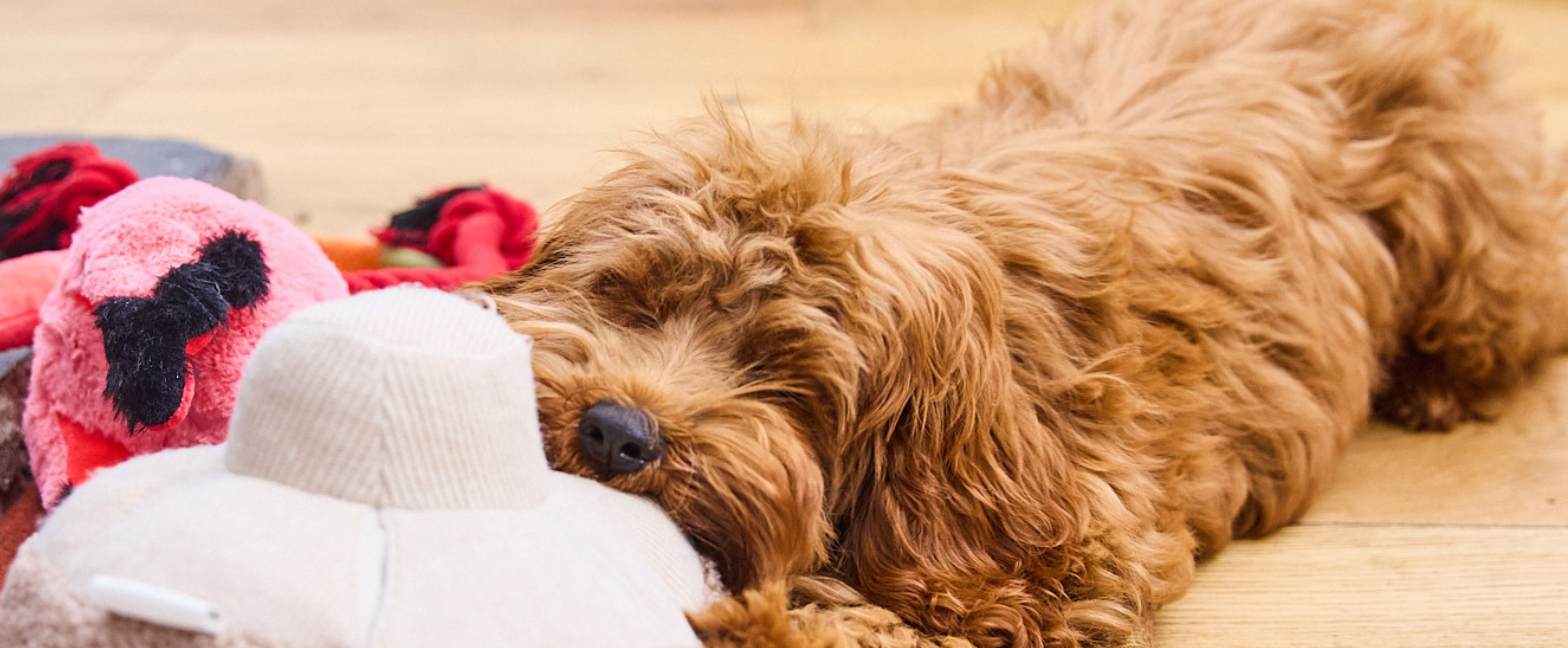 New Puppy Guide