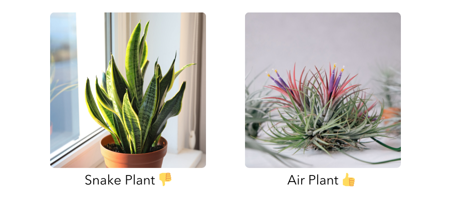 dracaena plants for sale Dracaena marginata main image 1