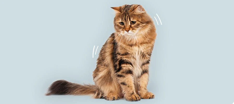 Cat Anxiety Guide