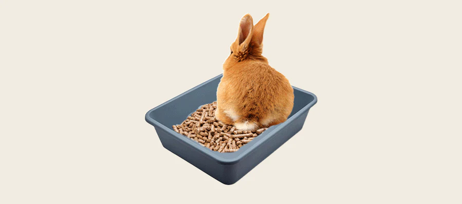 Litter Training Your Rabbit