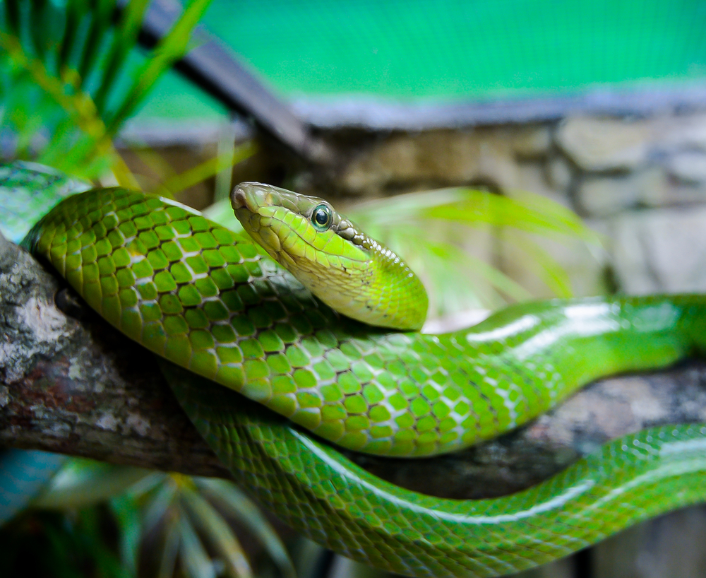 A Guide to Pet Snake Care