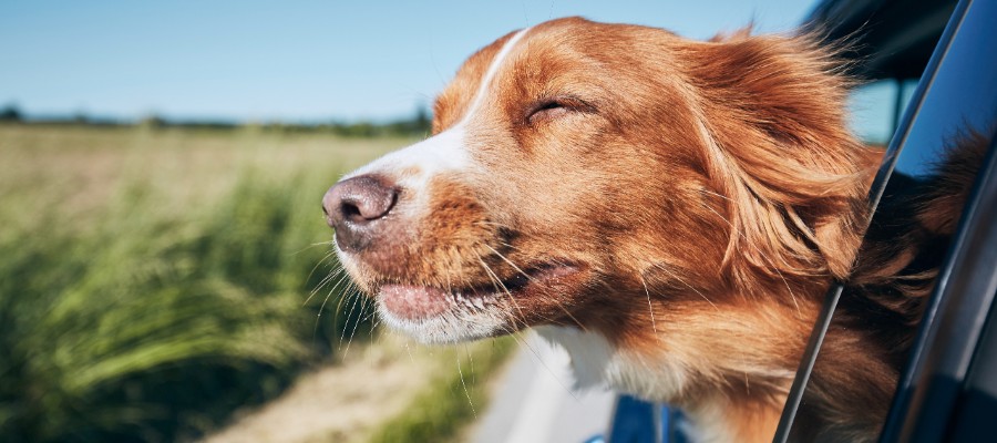 Guide To Travelling With Your Dog