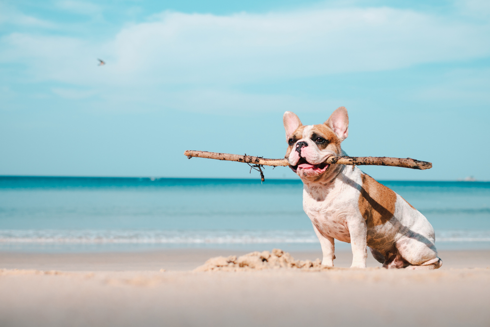 A Day at the Beach: Dog Safety Tips