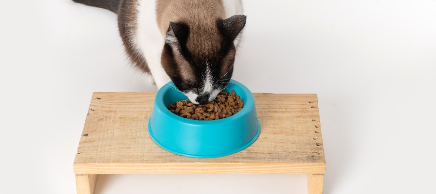 Benefits of an Elevated Cat Bowl PetPost