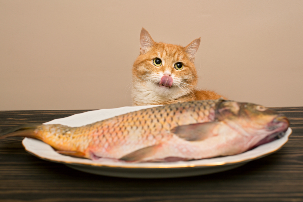 Feeding cats fish shops