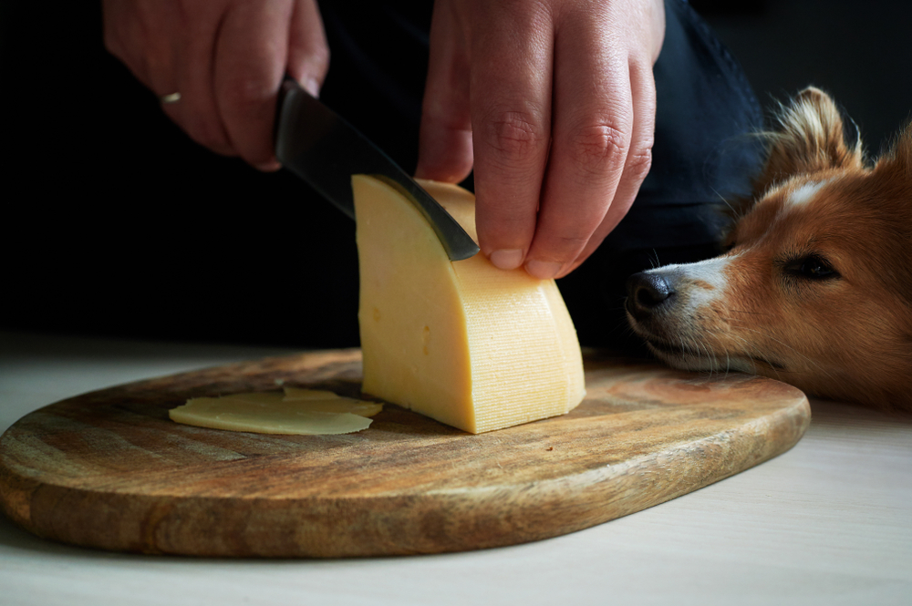 Can Dogs Eat Cheese PetPost