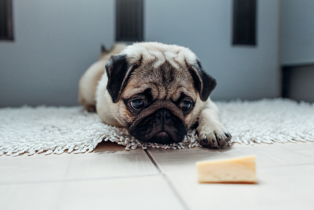 Can dogs eat blue cheese best sale