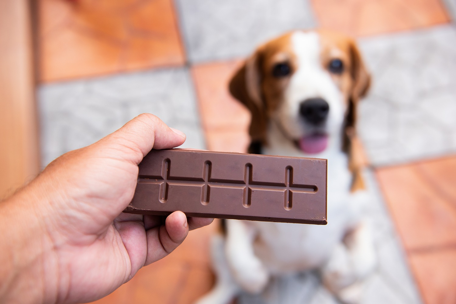 Can Dogs Eat Chocolate PetPost