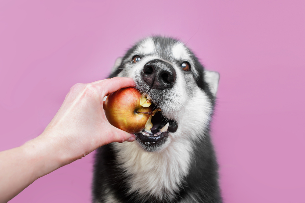 Can puppies eat fruit hotsell