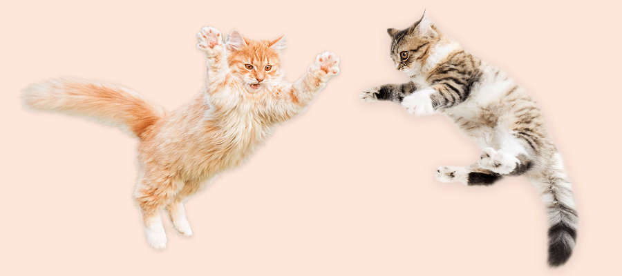 Cat Flea Tick and Worm Guide