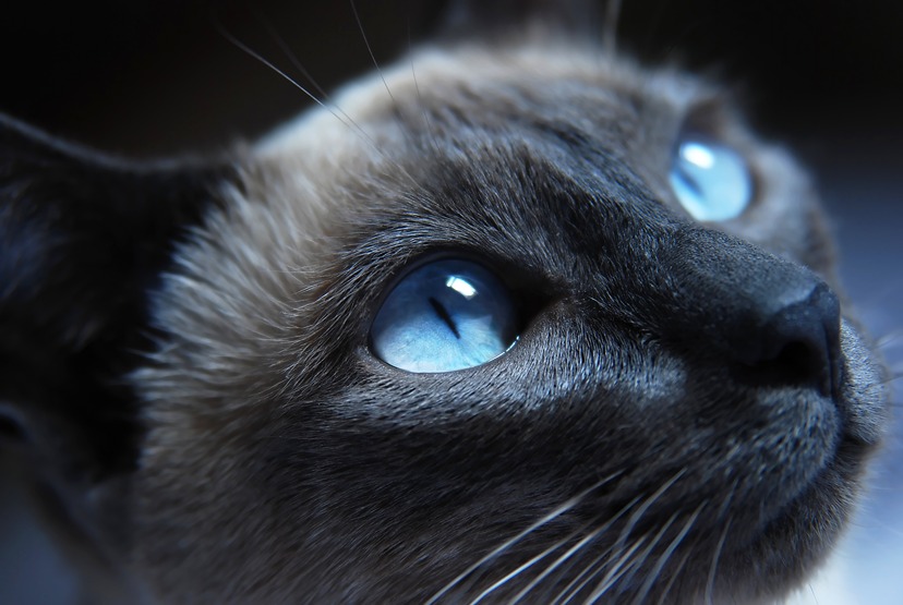 Cat's Visual Abilities