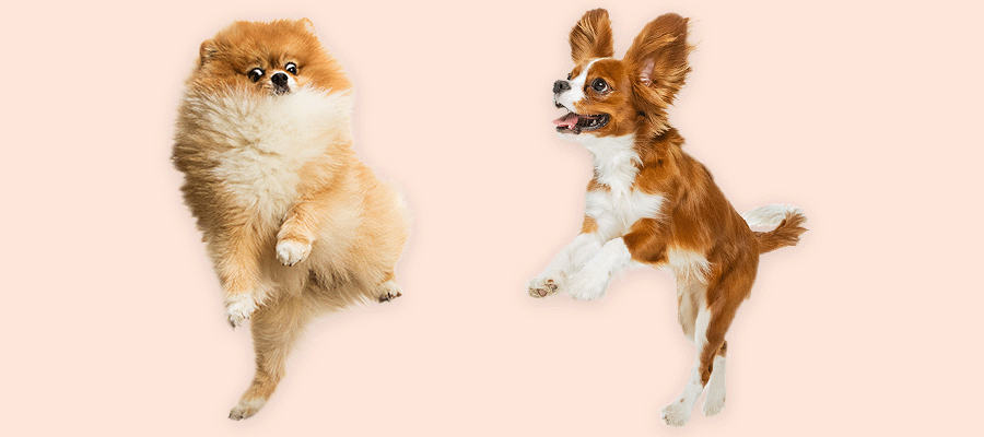 Dog Flea Tick and Worm Guide