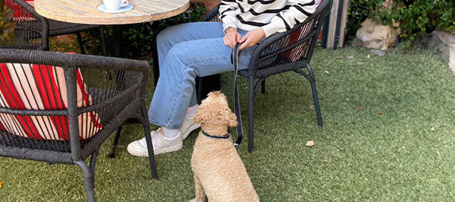 Best Dog Cafes Melbourne Southeast