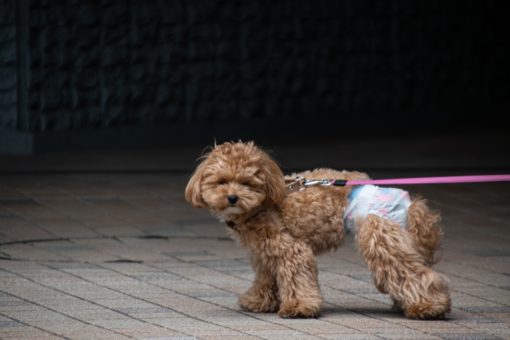 A Guide to Dog Nappies