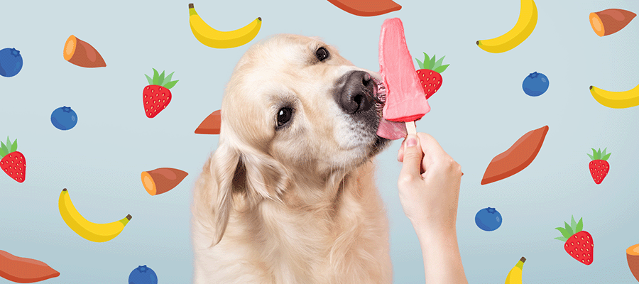 Homemade Dog Treats for Summer