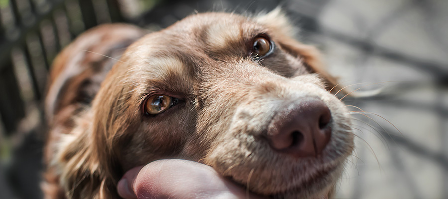 How to Care for a Senior Dog