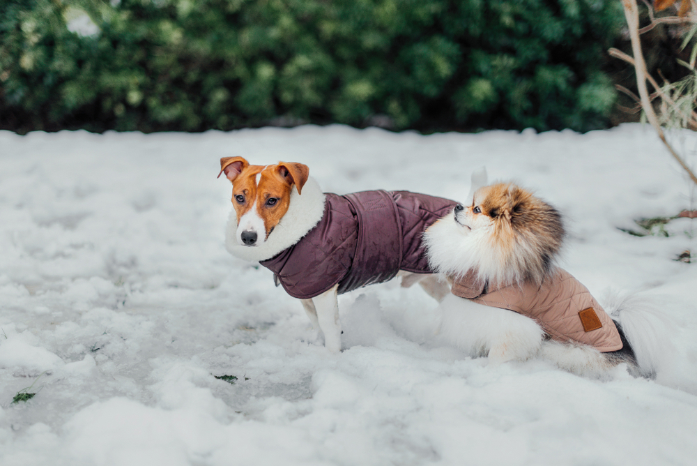 how often should you give a dog a bath in the winter