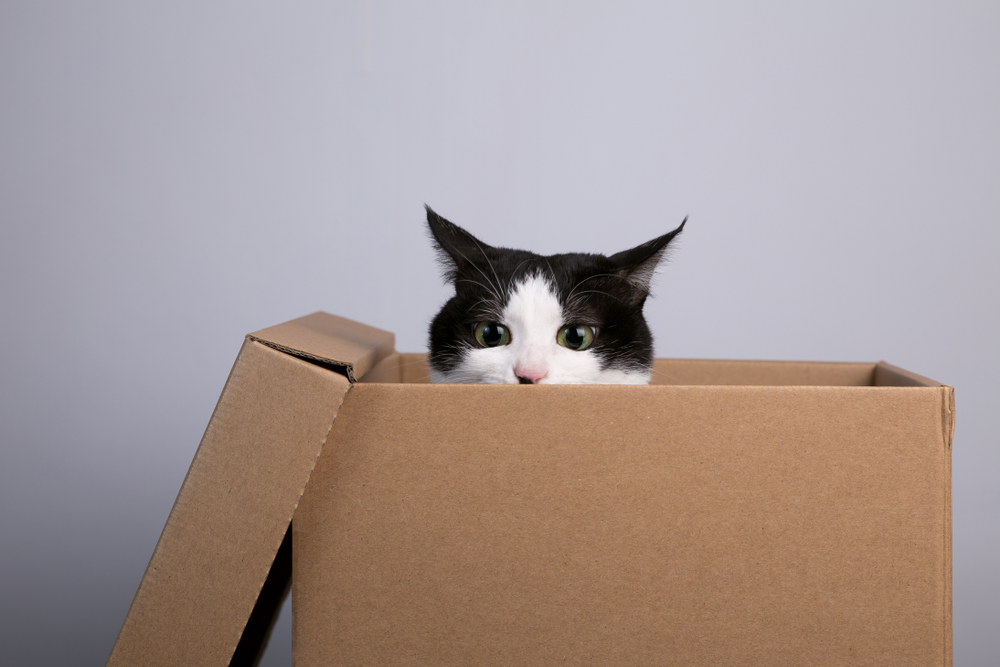 Moving House with Cat