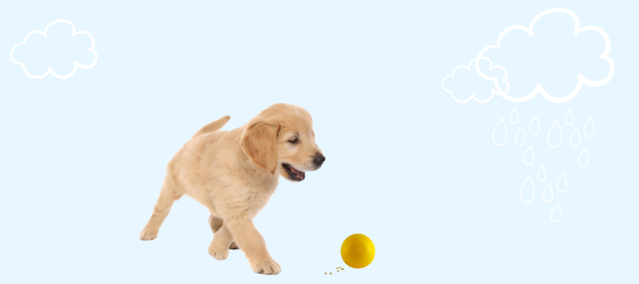 7 Rainy Day Dog Activities