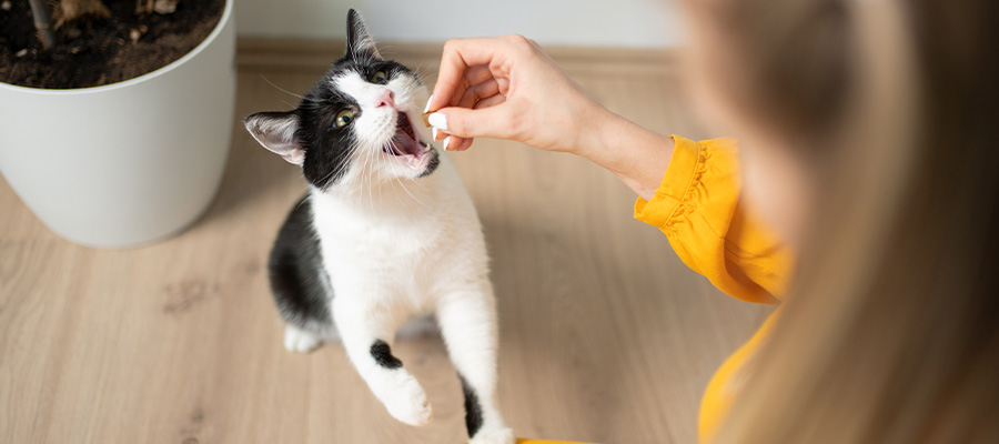 Best Treats for Your Cat