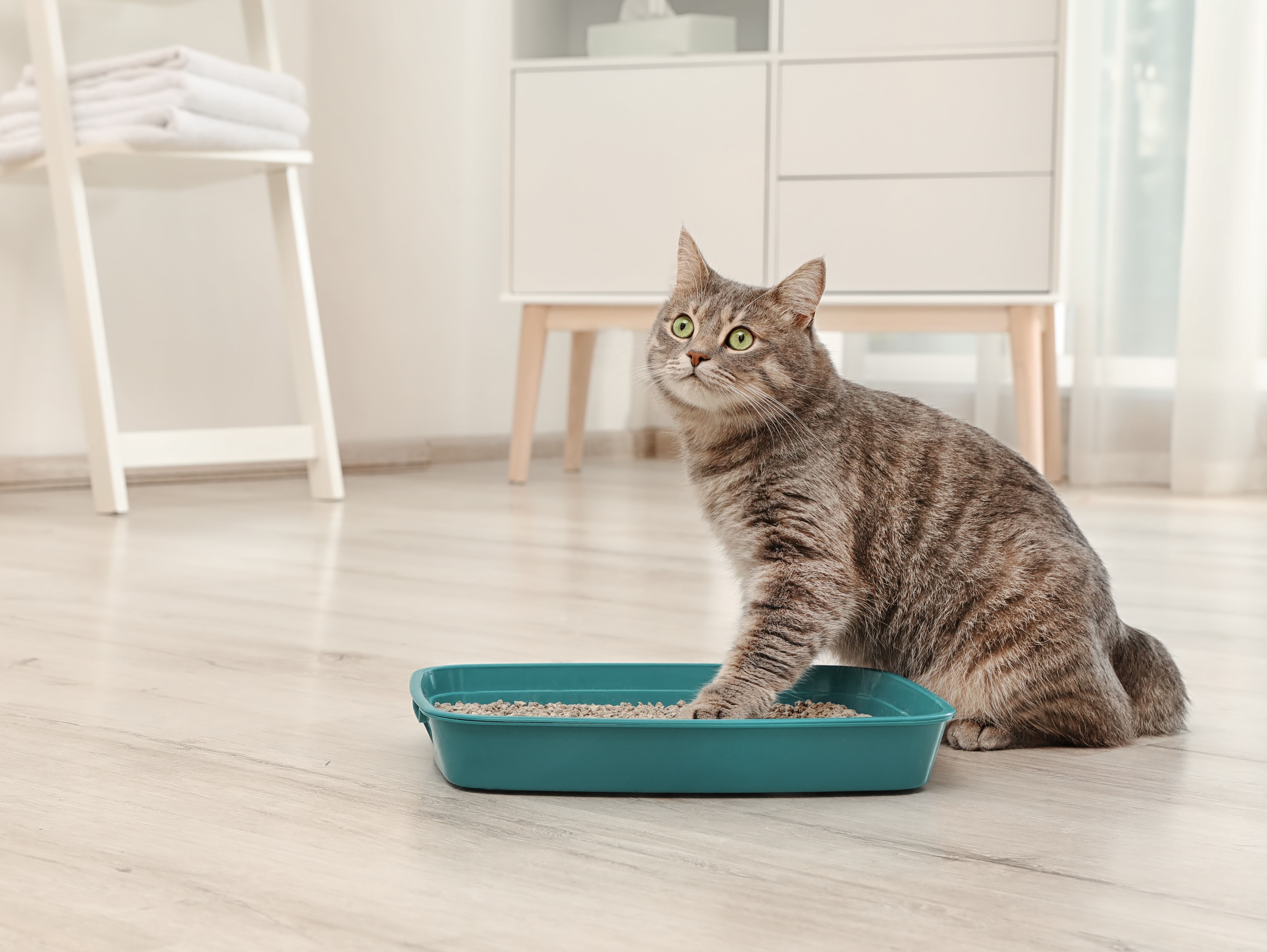 How Often Change Cat Litter