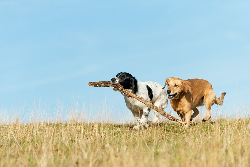 How Much Exercise Does a Dog Need