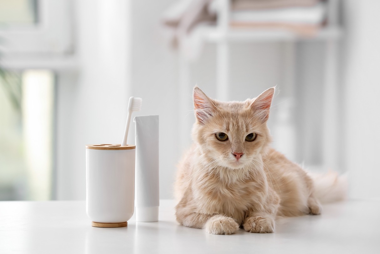 How to Clean Your Cat's Teeth at Home