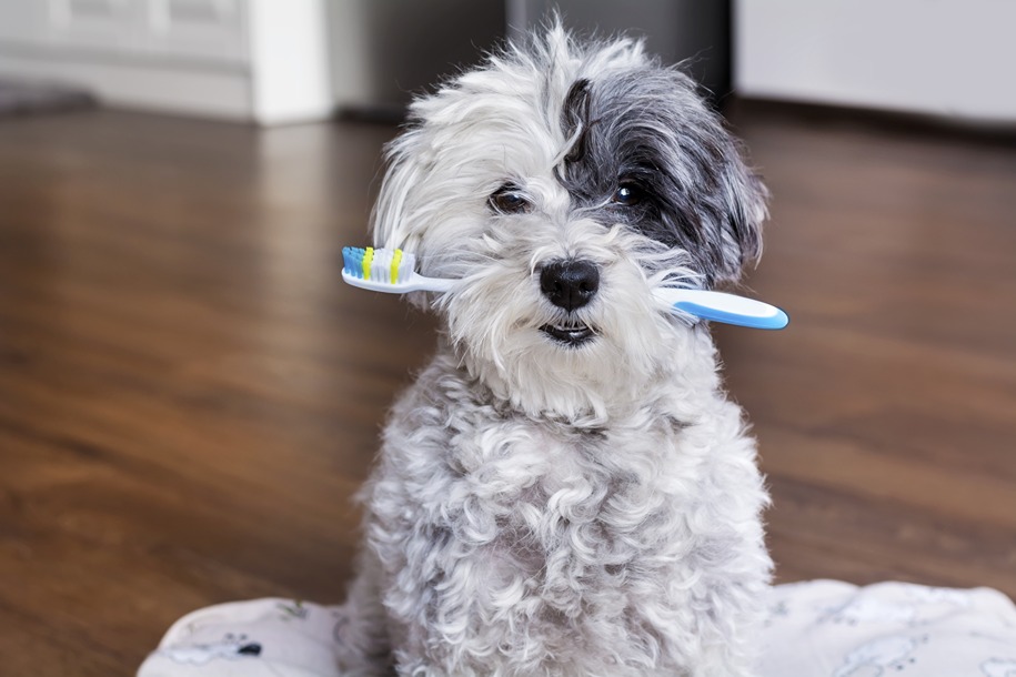 How to Clean your Dog's Teeth
