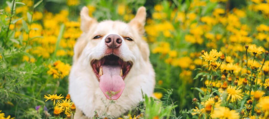 Spring Care for Dogs