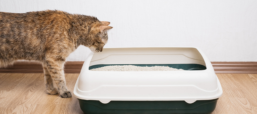 How to Switch Cat Litter