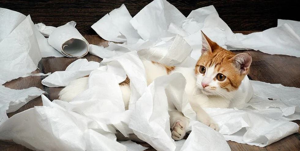 Tips for Cleaning Up After Cats