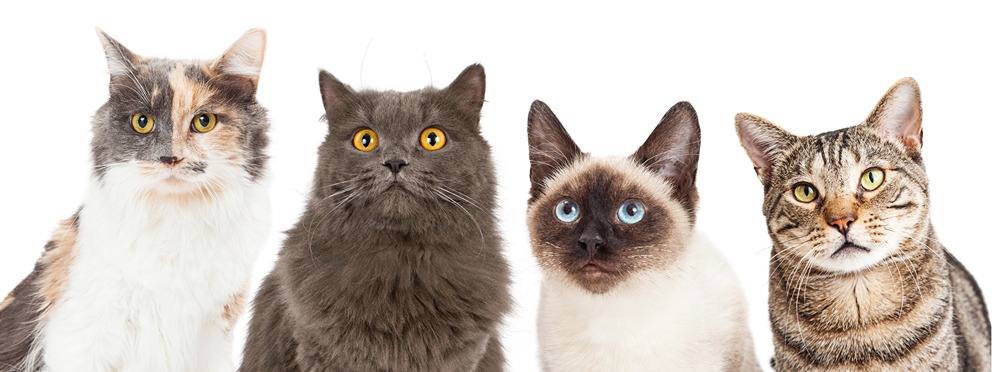 Top 10 Cat Breeds in Australia