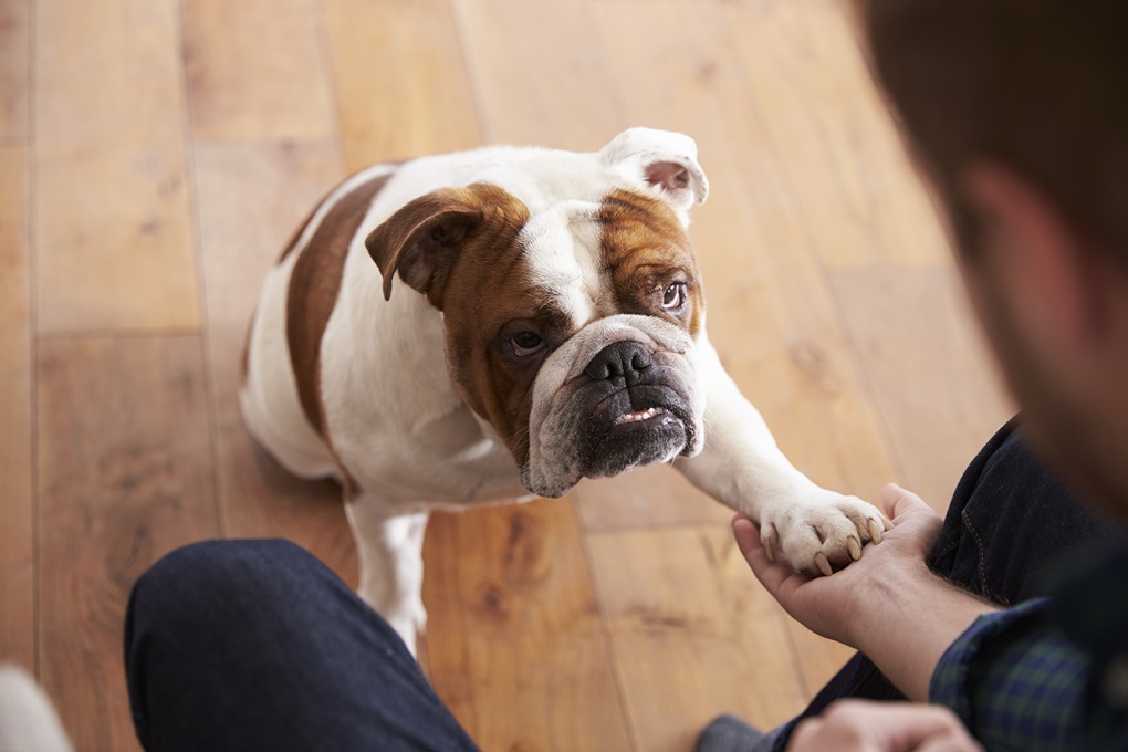 Top Tricks To Teach Your Dog