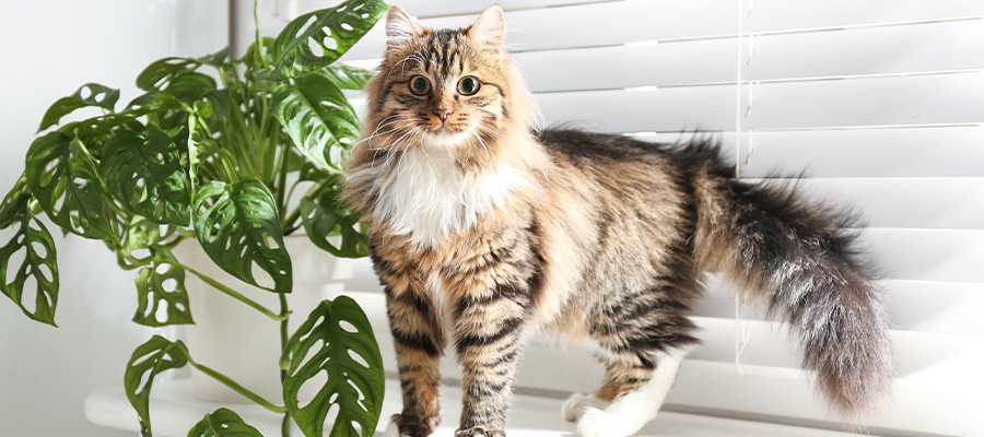 Toxic Indoor Plants for Cats