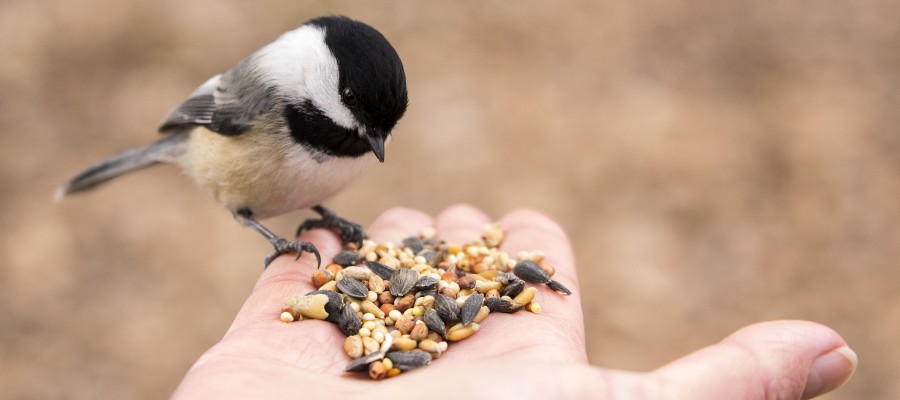 What Should You Feed Your Bird?