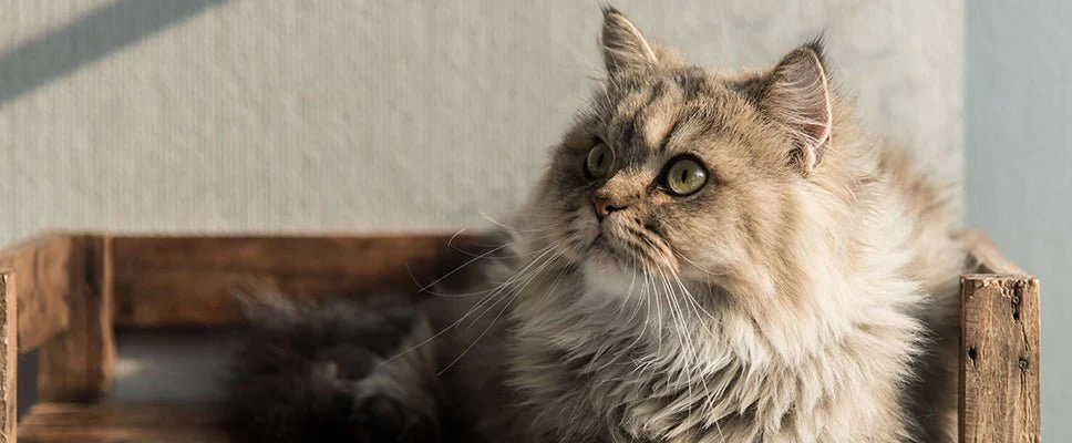 Why Adopting Senior Cats