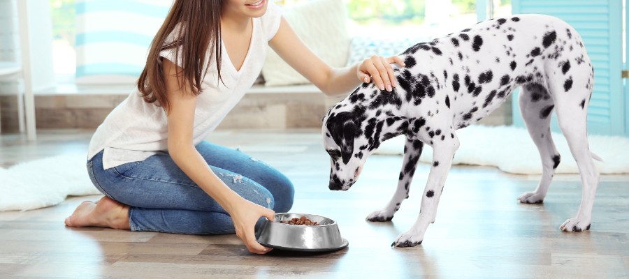 Why Buy Premium Dog Food