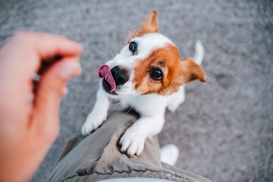 Your Cheat Sheet to Dog Treats
